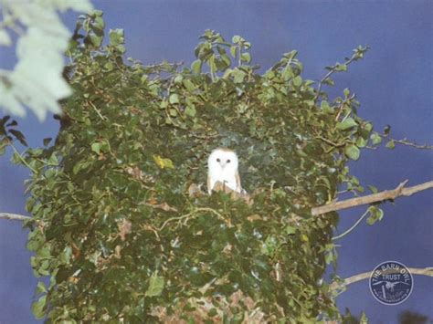 Barn Owl roosting and nesting places - The Barn Owl Trust