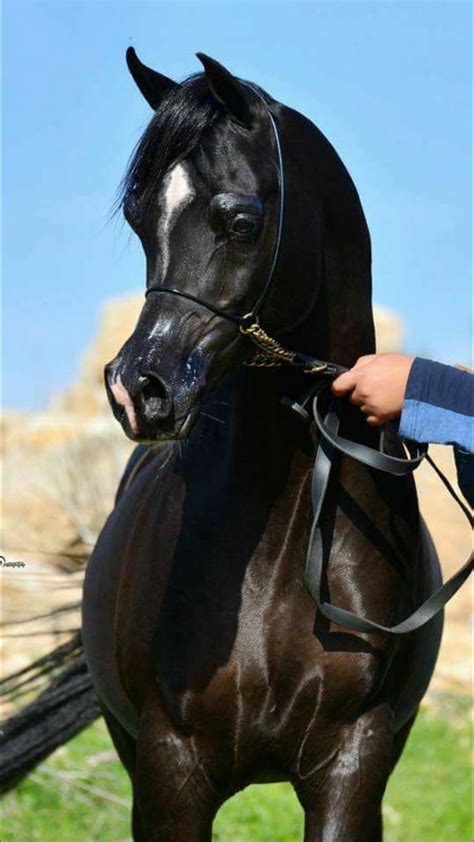 Egyptian Arabian Stallion