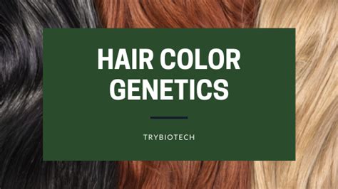 Hair Color and its Genetics | Trybiotech | Biotechnology Site