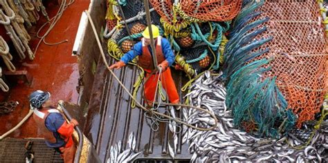 The battle over bycatch in the Alaska pollock fishery is more serious than it seems | IntraFish.com