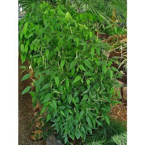 Black Pepper Plant at Rs 35/piece | Black Pepper Plant in Pune | ID ...