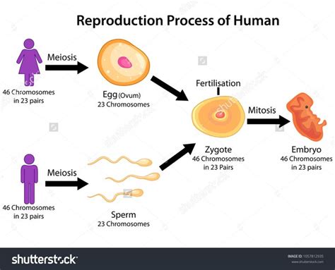 Education Chart of Biology for Reproduction Process of Human Diagram. Vector illustration. #Ad ...