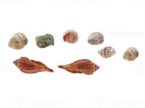sea shells PNG transparent 26798023 PNG