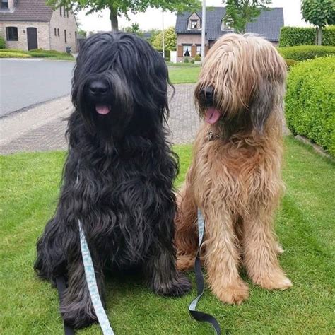 Pin van ANDRIA SHEPHARD op Dogs | Honden, Dieren