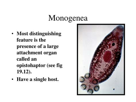 PPT - PHYLUM PLATYHELMINTHES PowerPoint Presentation, free download ...