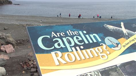 Where are the capelin and how much longer until they start rolling ...