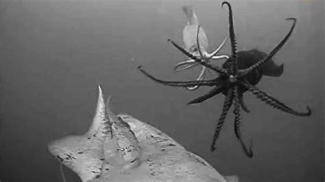 Amazing giant squid behavior recorded in deep sea by Pacific Grove ...