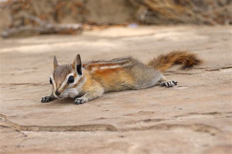 Chipmunk Quest