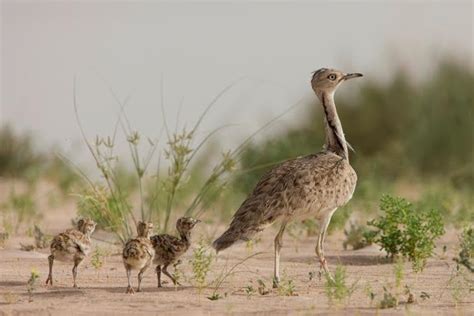 Houbara Bustard – Pride of the UAE and Middle East