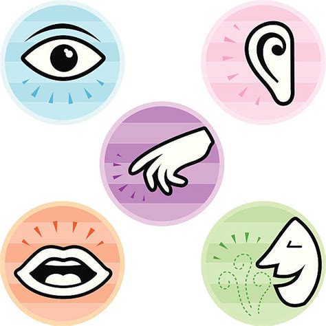 Five Senses Illustrations, Royalty-Free Vector Graphics & Clip Art - iStock