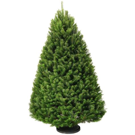 5-6-ft Douglas Fir Real Christmas Tree in the Fresh Christmas Trees ...