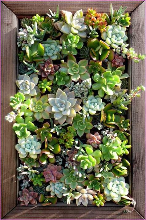 Living Wall Planter Succulents | Home Design Ideas | Succulents diy, Living wall planter, Succulents