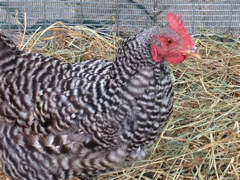 Barred Rock..hen or rooster | BackYard Chickens - Learn How to Raise Chickens