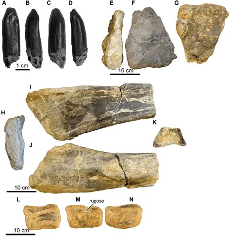 Sauropoda, various elements. (A-D) Brachiosauridae, UA-2016-13-180 ...