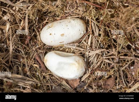 Grass snake eggs uk hi-res stock photography and images - Alamy