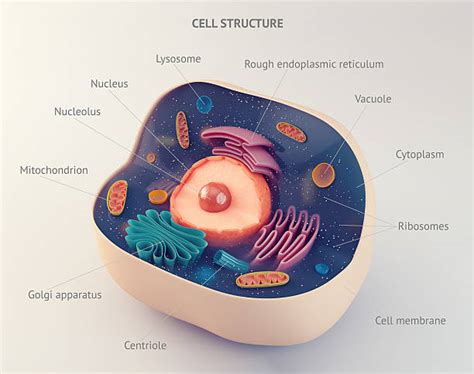 Human Cell Pictures, Images and Stock Photos - iStock