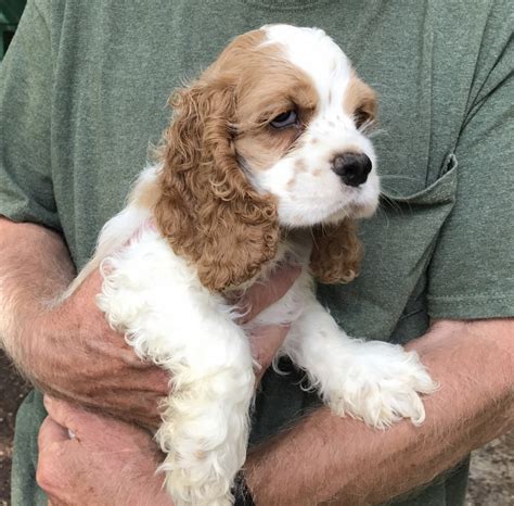 American Cocker Spaniel Puppies For Sale | Greenwood, DE #234398