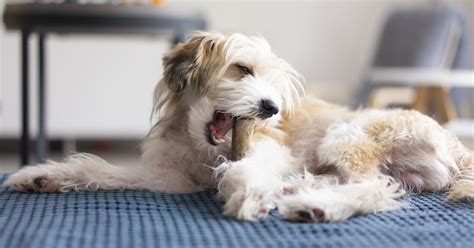 The Best Raw Bones for Dogs to Chew On, According to Vets | POPSUGAR Pets