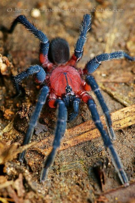 Pin by Terri Walters on Animaux | Spider, Animals, Arachnids spiders