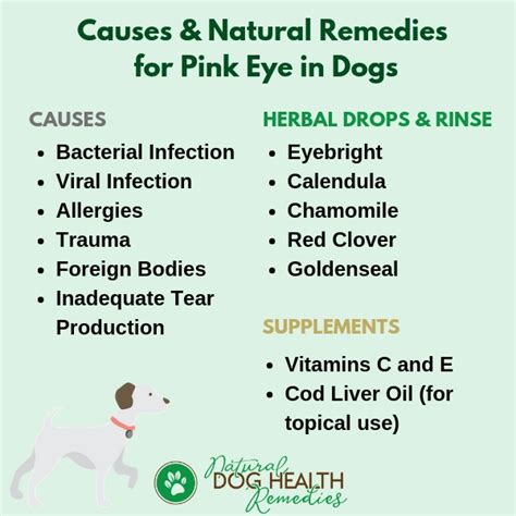 Dog Pink Eye (Dog Conjunctivitis) Natural Remedies