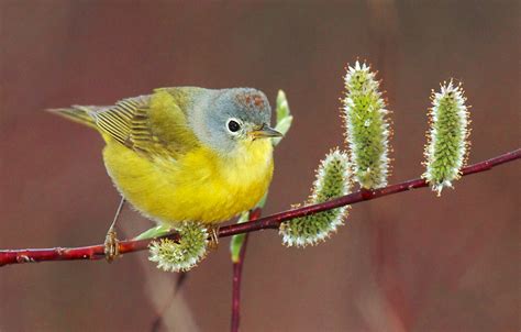 warbler | The PhotoNaturalist