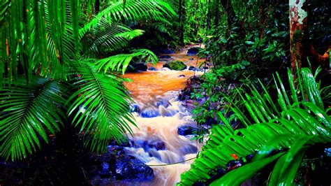 🔥 [100+] Tropical Rainforest Wallpapers | WallpaperSafari