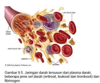 BIOLOGY GROUP XI IPA RSBI 2: JARINGAN DARAH