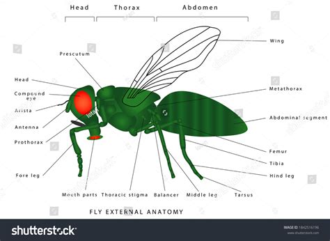 Morphology Fly Lateral View Insect Realistic Stock Illustration ...