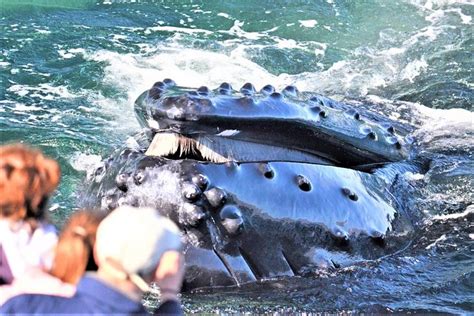 Boston Whale Watching Cruise By High-Speed Catamaran: Triphobo