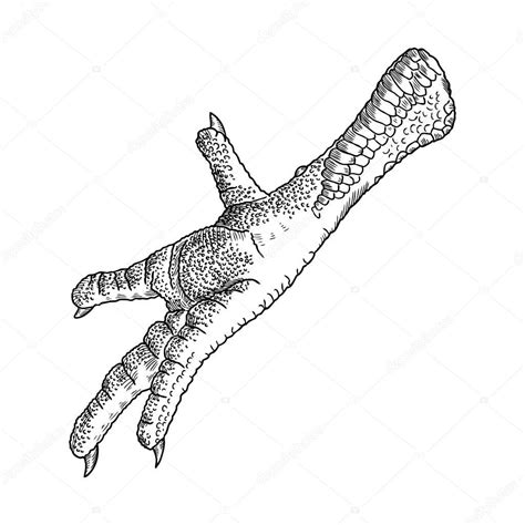 Chicken foot illustration — Stock Vector © goldenshrimp #150884618