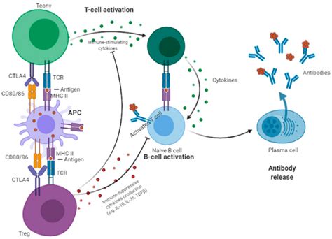 Cancers | Free Full-Text | CTLA-4 in Regulatory T Cells for Cancer Immunotherapy