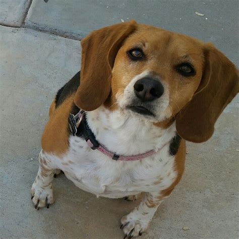 53+ Beagle Dachshund Mix Adoption Picture - Bleumoonproductions