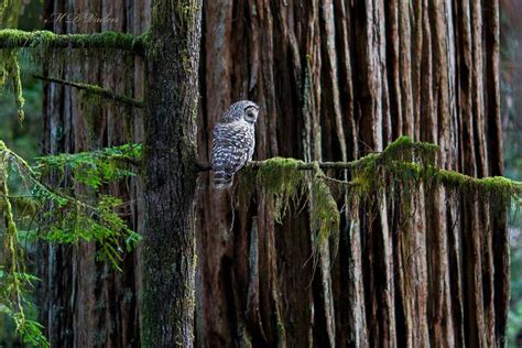 Posted on Facebook by Redwood Forest | Redwood, Coast redwood, Redwood ...