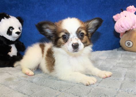 Papillon Puppies For Sale - Long Island Puppies