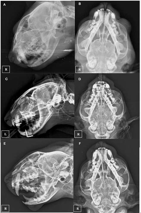 Frontiers | Traumatic Tympanic Bulla Fracture in a Cat With Severe Head Trauma