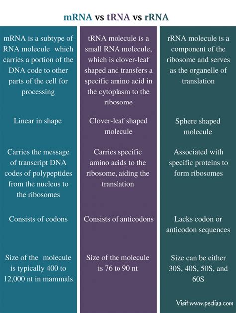 Difference Between mRNA tRNA and rRNA | Definition, Features, Function, Similarities and Differences