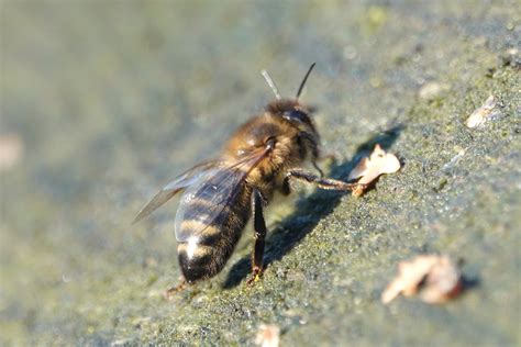 Loophole 'Emergency' Use of Bee-Toxic Sulfoxaflor Approved During Pollinator Week - Citizen Truth