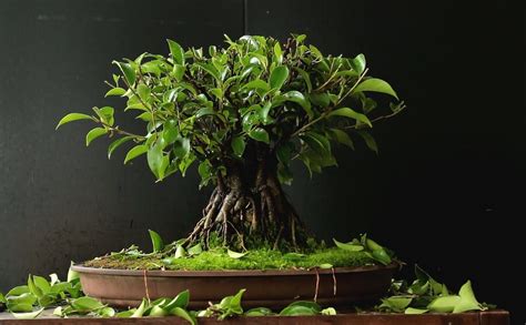 Ficus Bonsai Trees - Bonsai Tree Gardener