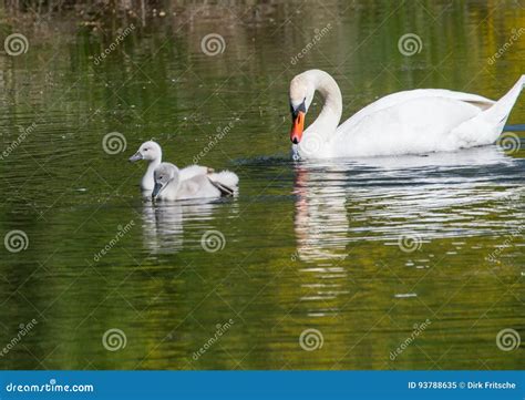 Two Week Old Mute Swan Babies Swimming Together with Their Parents on a Pond Stock Image - Image ...