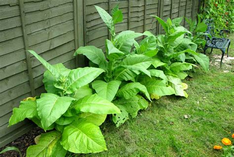 Pheasant Place: Growing tobacco