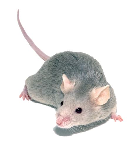 Mouse PNG Images Transparent Background | PNG Play