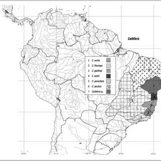 1 The distributions of the Jacchus-group marmosets: Callithrix jacchus ...