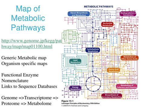 Metabolic Pathways