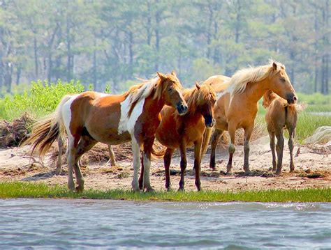 Wild Ponies Of Chincoteague. I loved it there!!!!