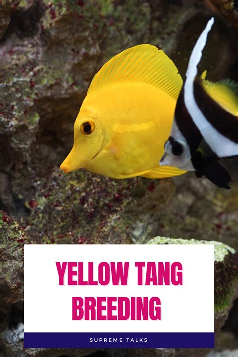 YELLOW TANG CARE AND BREEDING | Aquarium fish, Fish, Marine aquarium fish