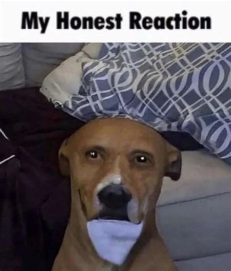 My Honest Reaction dog Blank Template - Imgflip