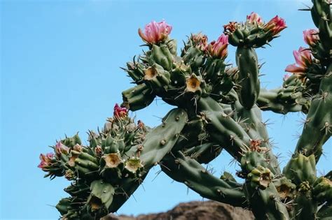 Flowering Cactus Care - A Complete Guide