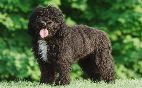 All About Barbet Dog Breed – Origin, Behavior, Trainability, Facts, Photos, Puppy, Color