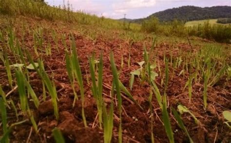 Winter Rye Layered Food Plot Progression | Whitetail Habitat Solutions