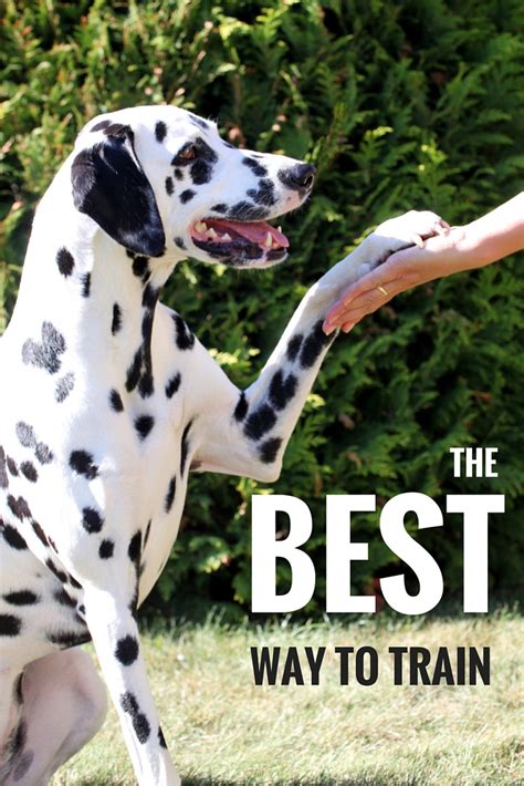 Best Dog Training Methods - Choosing The Right Way to Train Your Puppy ...